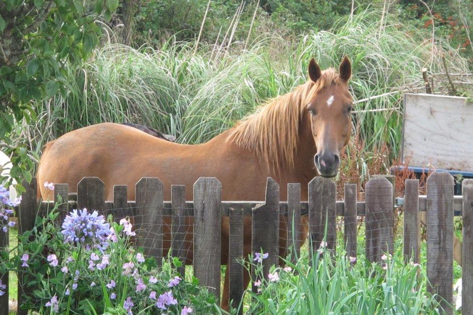 Little Paradise & Petting Farm Greymouth Extérieur photo